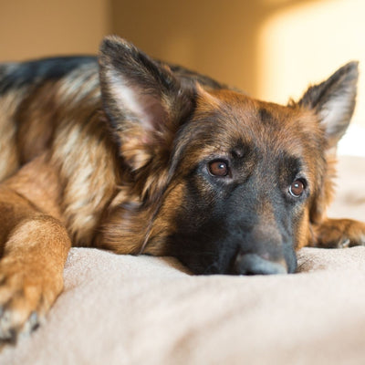 Le tempérament du Berger Allemand