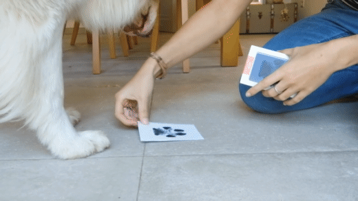 Comment prendre les empreintes de son chien ? – Badogshop