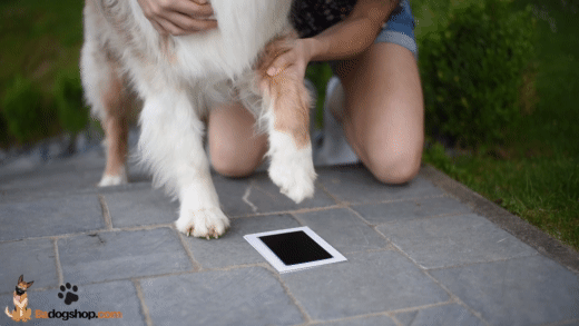 Sporgo Kit d'empreintes de pattes de chien et chat : cadre photo 3D avec 2  photos et empreintes de pattes, support rotatif à 360°, cadre photo en bois pour  chiens ou propriétaires