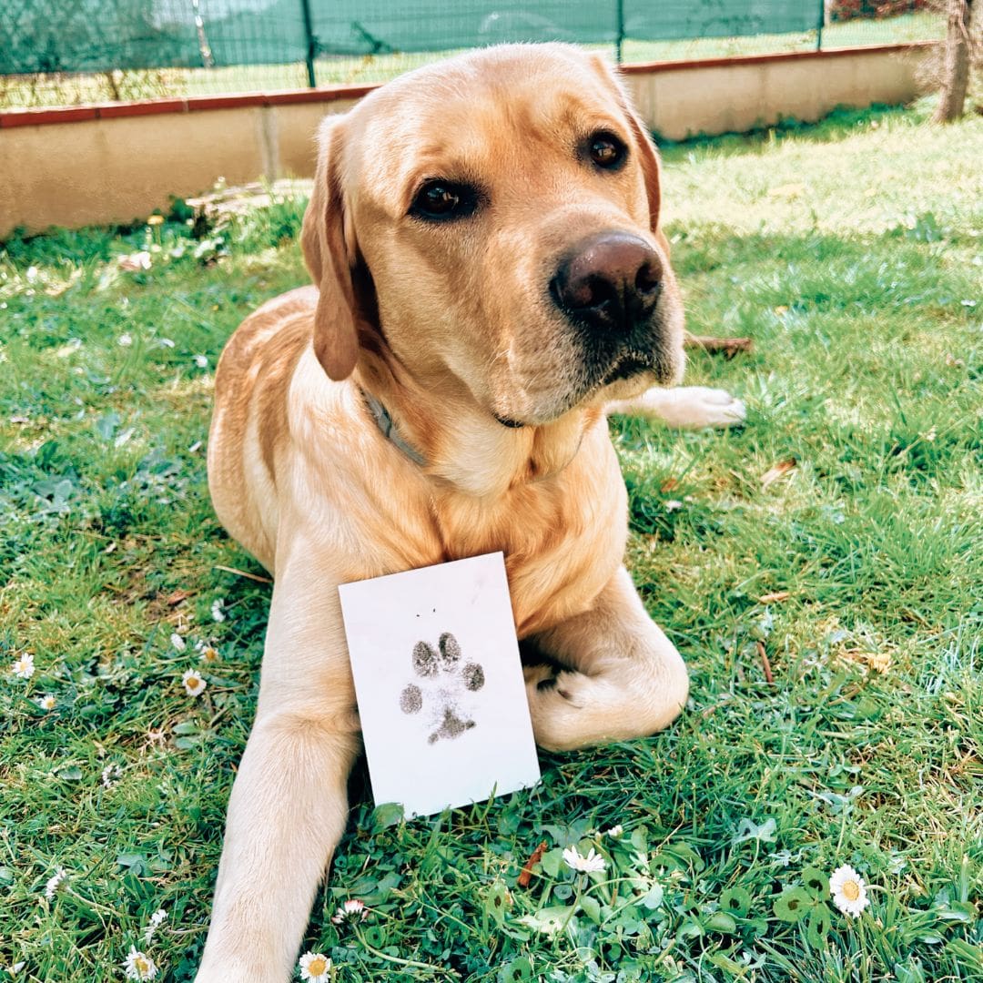 YOYIAG Kit d'empreintes de pattes pour chien et chat, cadre photo et kit  d'empreintes de pattes, boîte souvenir 3D, cadeau pour les propriétaires de  chiens, cadre photo souvenir pour chien : 