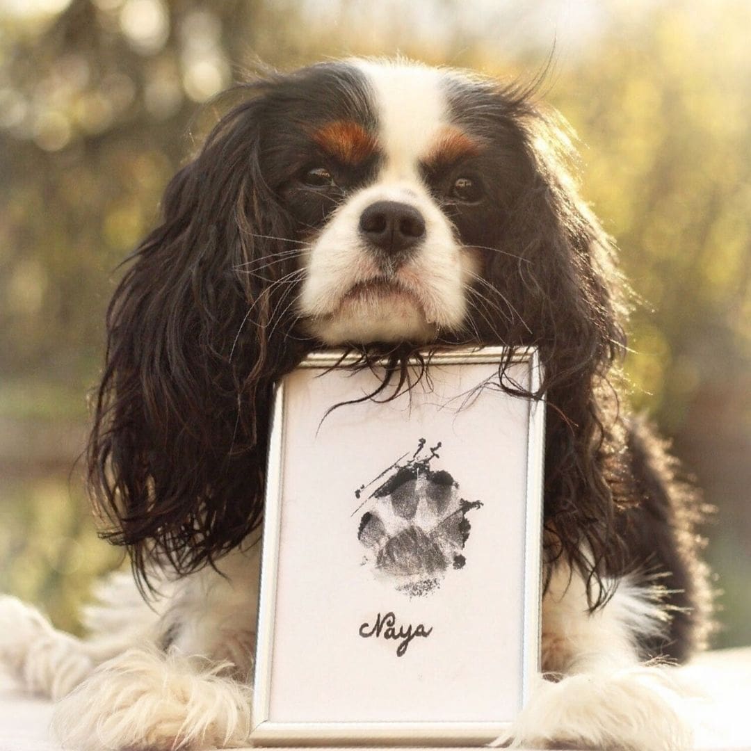 YOYIAG Kit d'empreintes de pattes pour chien et chat, cadre photo et kit d' empreintes de pattes, boîte souvenir 3D, cadeau pour les propriétaires de  chiens, cadre photo souvenir pour chien : 