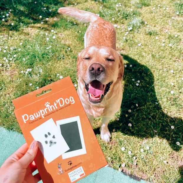 YOYIAG Kit d'empreintes de pattes pour chien et chat, cadre photo et kit d' empreintes de pattes, boîte souvenir 3D, cadeau pour les propriétaires de  chiens, cadre photo souvenir pour chien : 